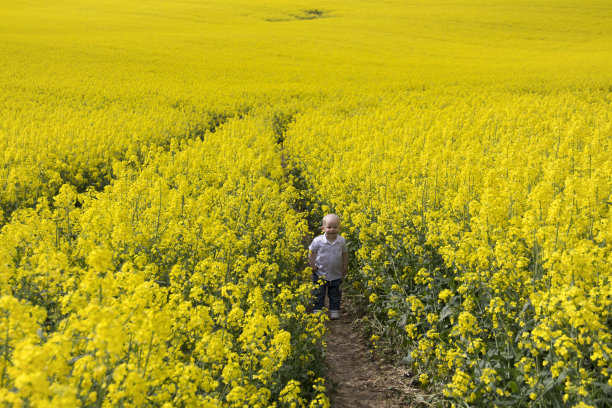 一个穿着牛仔裤和白衬衫的秃顶小男孩在春天的新鲜空气中走在油菜籽盛开的田野里。图片下载