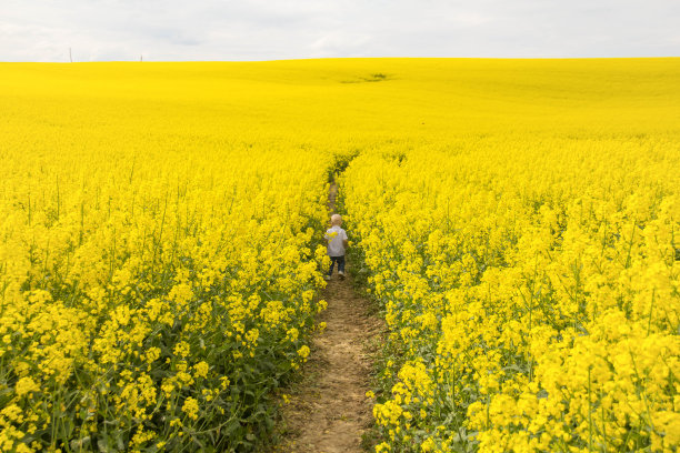一个穿着牛仔裤和白衬衫的秃顶小男孩在春天的新鲜空气中走在油菜籽盛开的田野里。图片下载