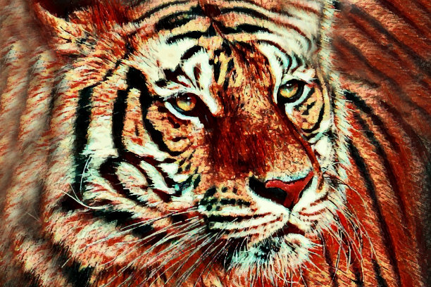老虎正面视图插图。濒危动物，老虎头特写。图片下载