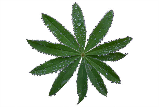 羽扇豆花叶子孤立在白色背景上。雨后的照片，雨点在树叶上，露珠。图片下载