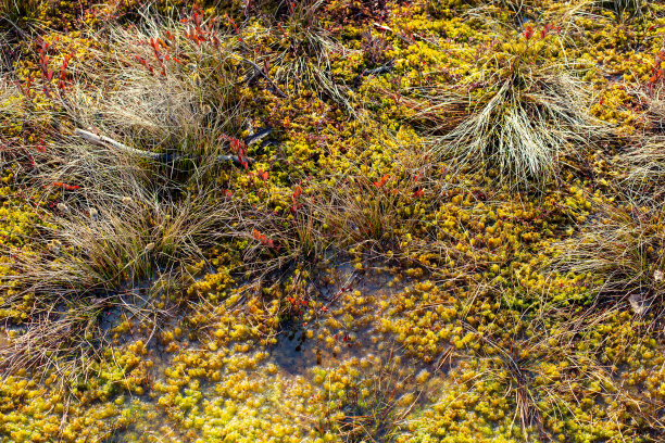 黄棕色沼泽池塘生态系统自然植物在水墙纸背景。照片在复古复古潮人风格处理图片下载