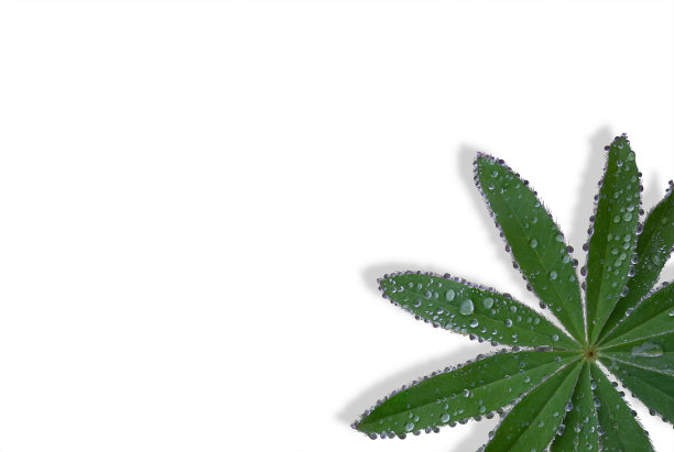 羽扇豆花的叶子带有雨后的水滴，孤立在白色的背景上。该对象位于右下角，一个用于文本的位置。图片下载