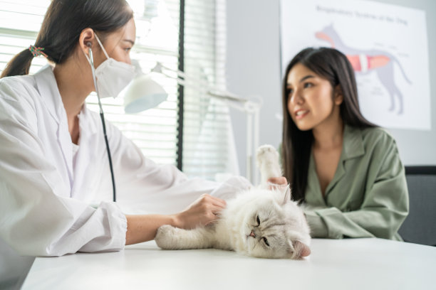 亚洲兽医在预约的兽医诊所检查猫。在宠物医院，专业的女兽医坐在桌子上，和主人一起抚摸和安抚小猫，检查动物。图片下载