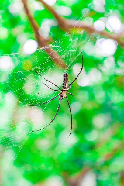 蜘蛛网，蜘蛛网，十字蜘蛛正在编织一个新的圆球网。图片下载
