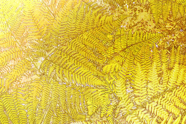 森林里的蕨叶图片下载