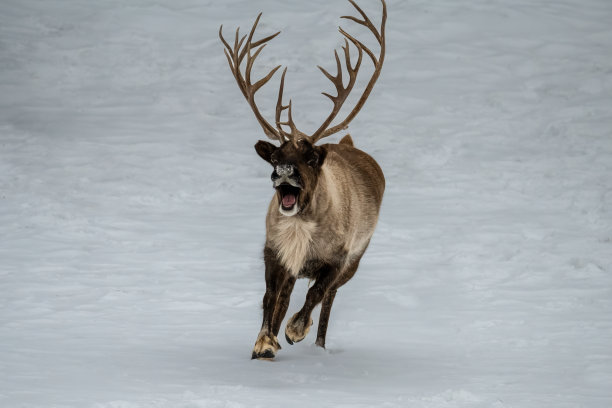 驯鹿在雪地里奔跑图片下载