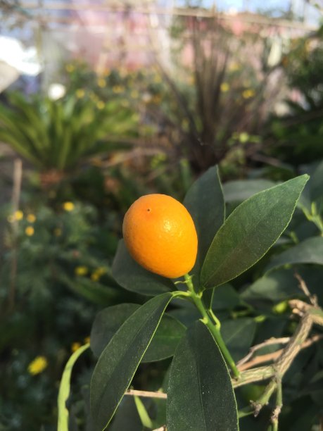 温室柠檬栽培图片下载