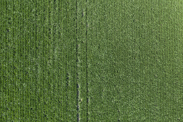 从无人机拍摄的甜菜栽培地鸟瞰图图片下载