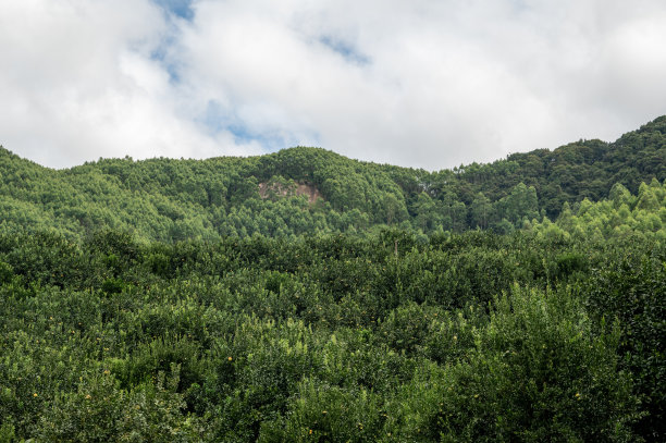果园里种满了绿色的葡萄柚树图片下载