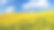 油菜花现场二世图片下载