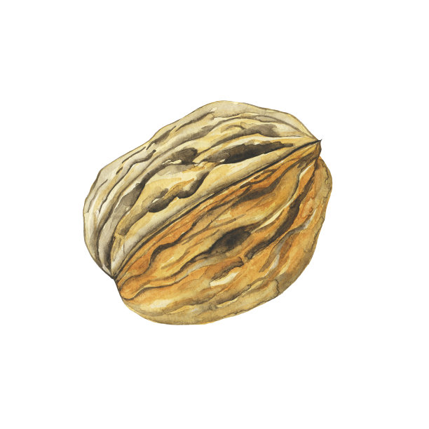 水彩核桃种子孤立在一个白色的背景。手绘插图。完美的食品设计，印刷，贴纸。图片下载