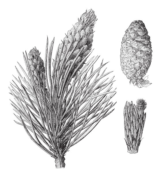 山松(松蒙大拿)-古董雕刻插图图片下载