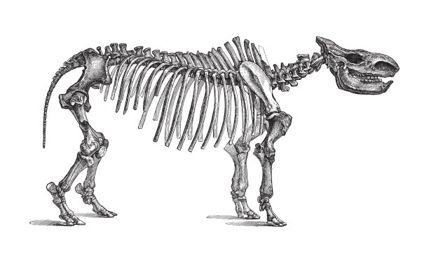 犀牛骨架-古董雕刻插图图片下载