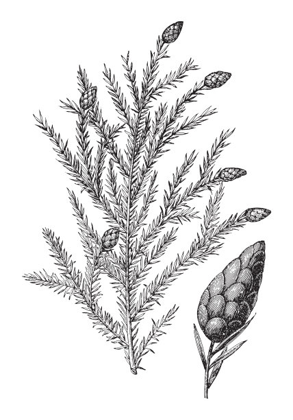 东方或加拿大铁杉(加拿大铁杉)-老式雕刻插图图片下载