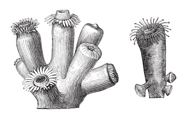 珊瑚- Blastotrochus nutrix和Dendrophyllia ramea -复古雕刻插图图片下载