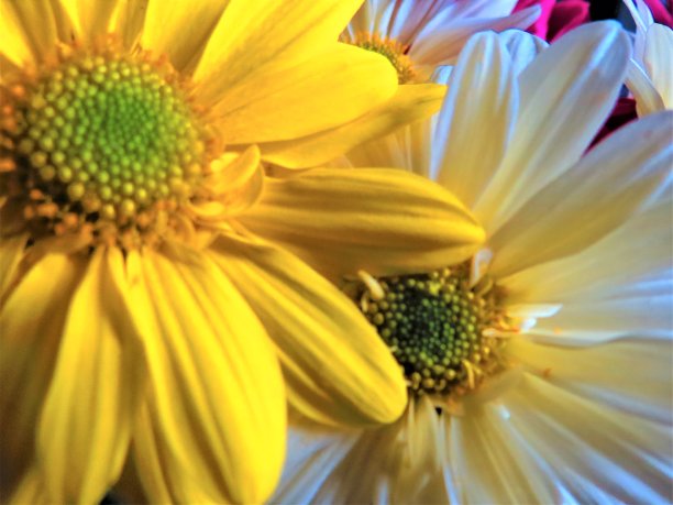 美丽的黛西宏。图片下载