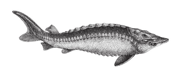 欧洲鲟鱼(鲟鱼)-古老的雕刻插图图片下载