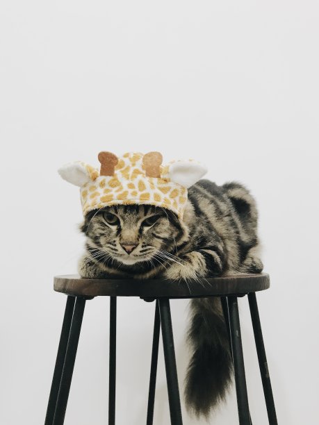 戴长颈鹿帽的猫图片下载