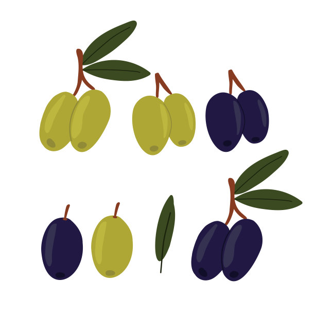 橄榄枝。彩色手绘生态食品剪辑艺术孤立在白色背景。印刷，网页，设计，装饰。图片下载