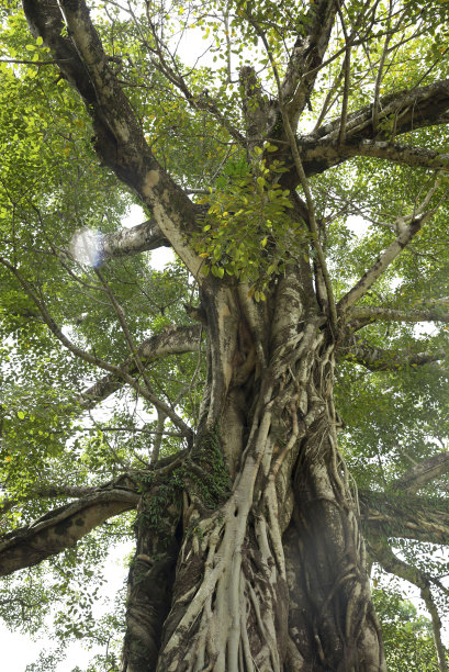 树干孤立在白色上图片下载