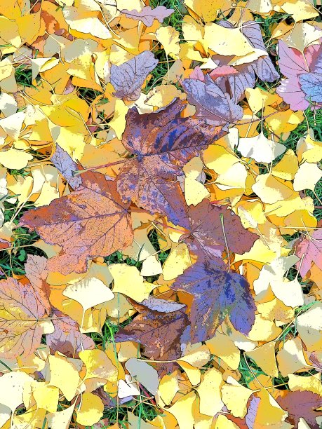 银杏叶和枫叶躺在地上。黄色、棕色和紫红色叶子。银杏和枫树。秋天在城市公园或森林里。色彩缤纷的背景上的主题，印度的夏天。图片下载