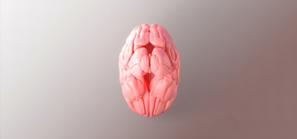 逼真的人脑解剖三维模型，等距。底部wiew。图片下载