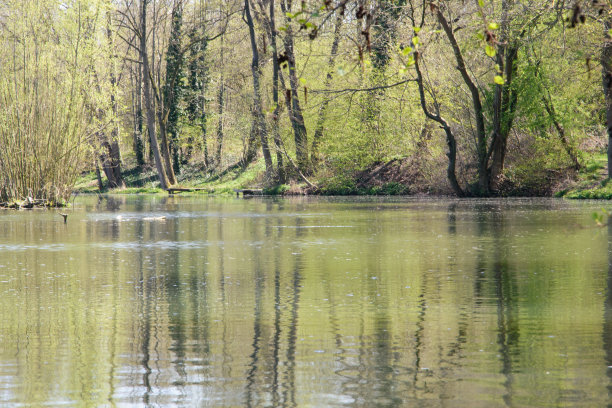 春天在Bünde郊外的一个池塘在东威斯特伐利亚。水中绿树的倒影。图片下载