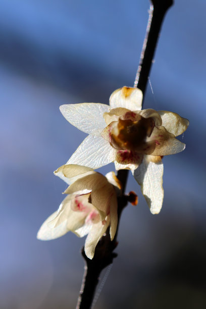 日本早春树花“腊梅”花图片下载