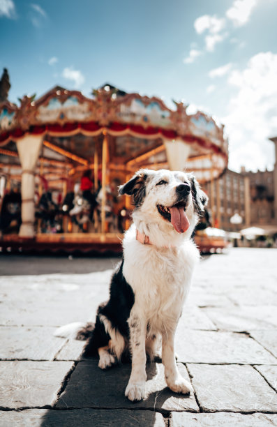 边境牧羊犬肖像图片下载