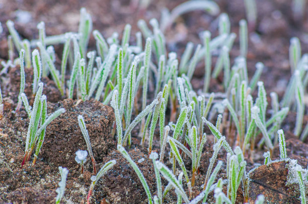 黑麦嫩绿的嫩芽在白霜中，柔焦。冬小麦图片下载