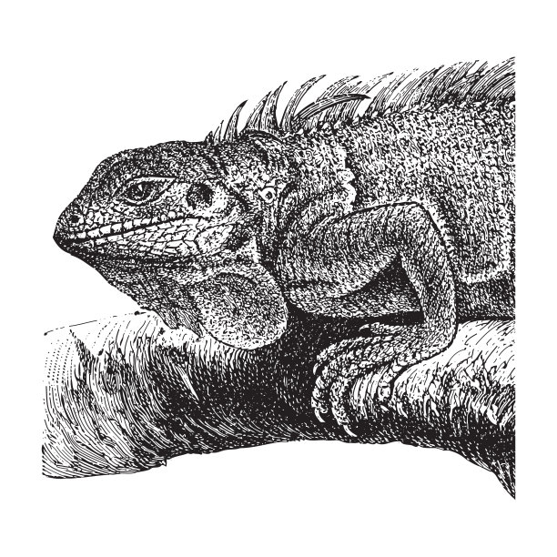 绿色鬣蜥-古董雕刻插图图片下载