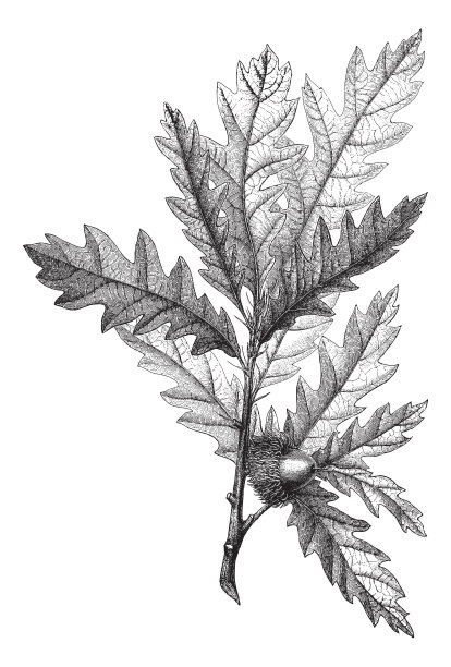 土耳其橡木(栎属)-老式雕刻插图图片下载