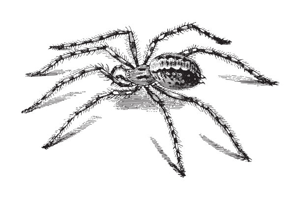 谷仓漏斗编织蜘蛛或家庭蜘蛛(Tegenaria家蝇)-老式雕刻插图图片下载