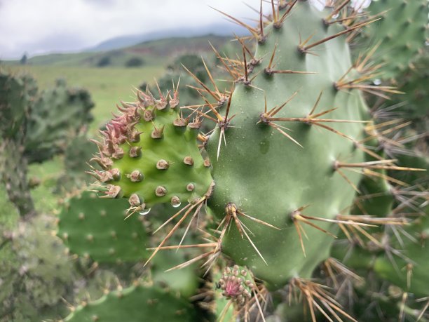 仙人掌图片下载