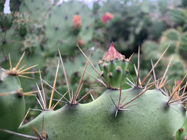 仙人掌图片下载