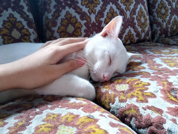 我们经常遇到的猫的身体部位。猫的毛很厚，而且天性有趣图片下载