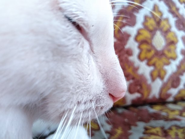 我们经常遇到的猫的身体部位。猫的毛很厚，而且天性有趣图片下载