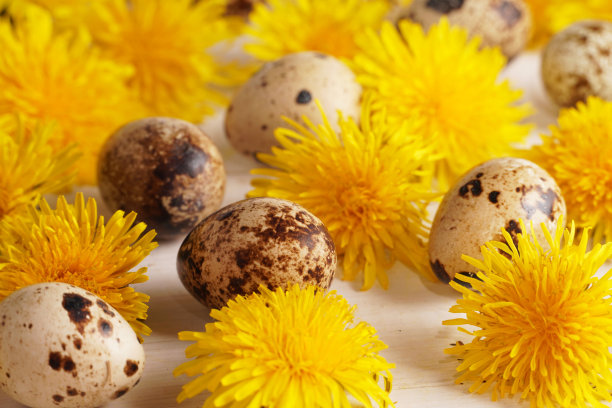 快乐的复活节贺卡与春天黄色的蒲公英花和复活节鸡蛋在乡村白色木制背景。创造性的框架边界快乐复活节卡片与文本空间。最小的复活节的概念。图片下载