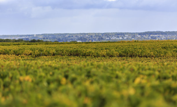 法国葡萄园图片下载