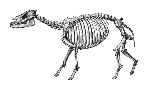 骨架古otherium magnum(第三纪)-古董雕刻插图图片下载