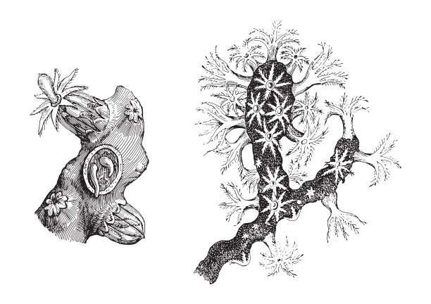 珍贵的珊瑚(红珊瑚)-复古雕刻插图图片下载