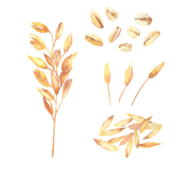 用水彩画的燕麦插图图片下载