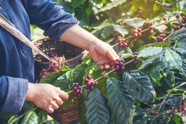 人手收获咖啡豆成熟红莓植物新鲜种子咖啡树生长在绿色生态有机农场。近手收获红熟咖啡种子，收获阿拉比卡浆果咖啡农场图片下载
