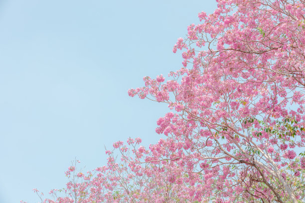 泰国的香波内裤或粉红色内裤樱花图片下载