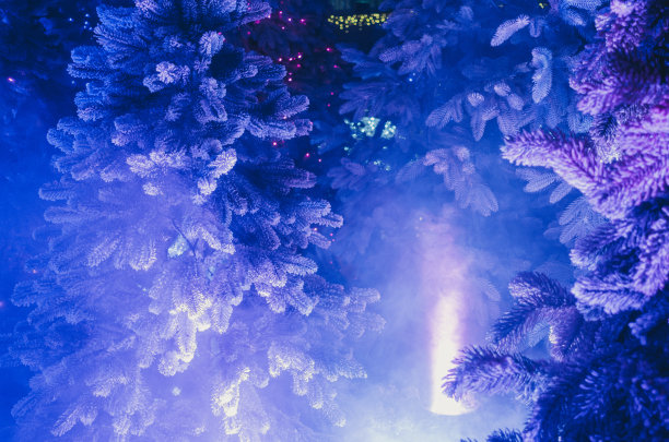 蓝色背景与圣诞树的树枝图片下载