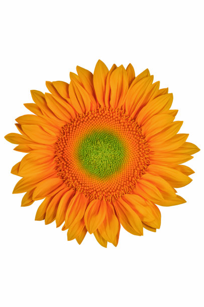 向日葵图片下载