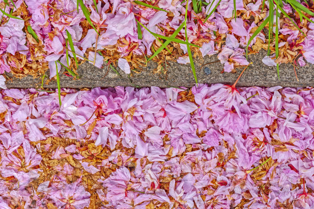 维多利亚,温哥华岛图片下载