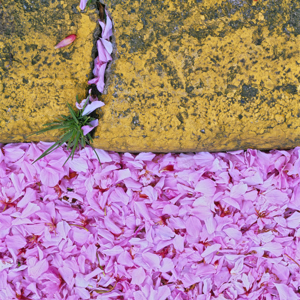 维多利亚,温哥华岛图片下载