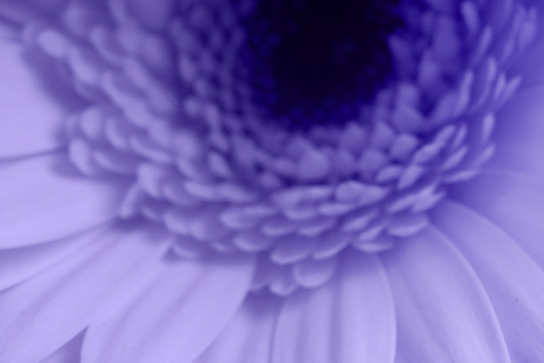 非洲菊花瓣特写镜头。这图像的焦距完全没有对准。红色的颜色。Foristic背景。很仙女。模糊的形象。图片下载