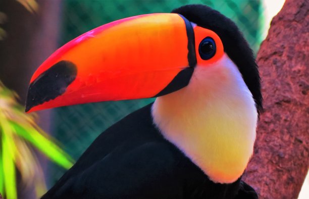 托科巨嘴鸟的肖像(Ramphastos Toco)。图片下载